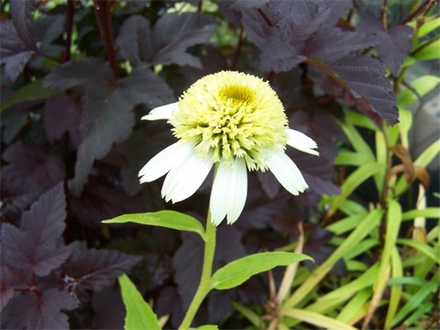 Rudbekija  